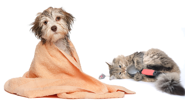 dog and cat grooming